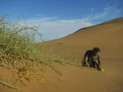 Plant Wonders of the Kalahari Desert Image